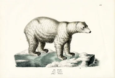 Polar Bear
